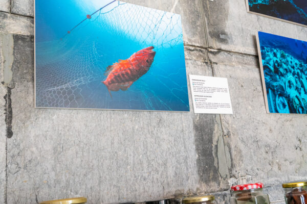 IS100_321MM_7.1_1.250SG-17